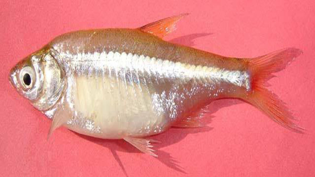 New study reveals hidden fish diversity in Meghalaya’s Umiurem River
