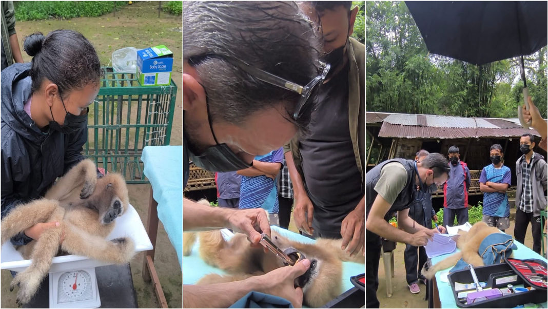 Thirteen-year-old Western Hoolock Gibbon rescued in North Garo Hills