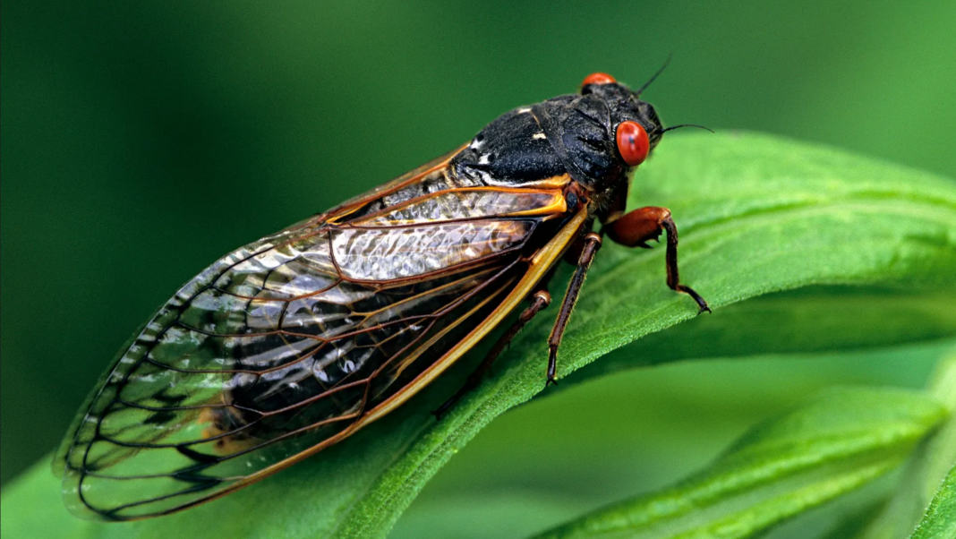 Cicada Representative Image