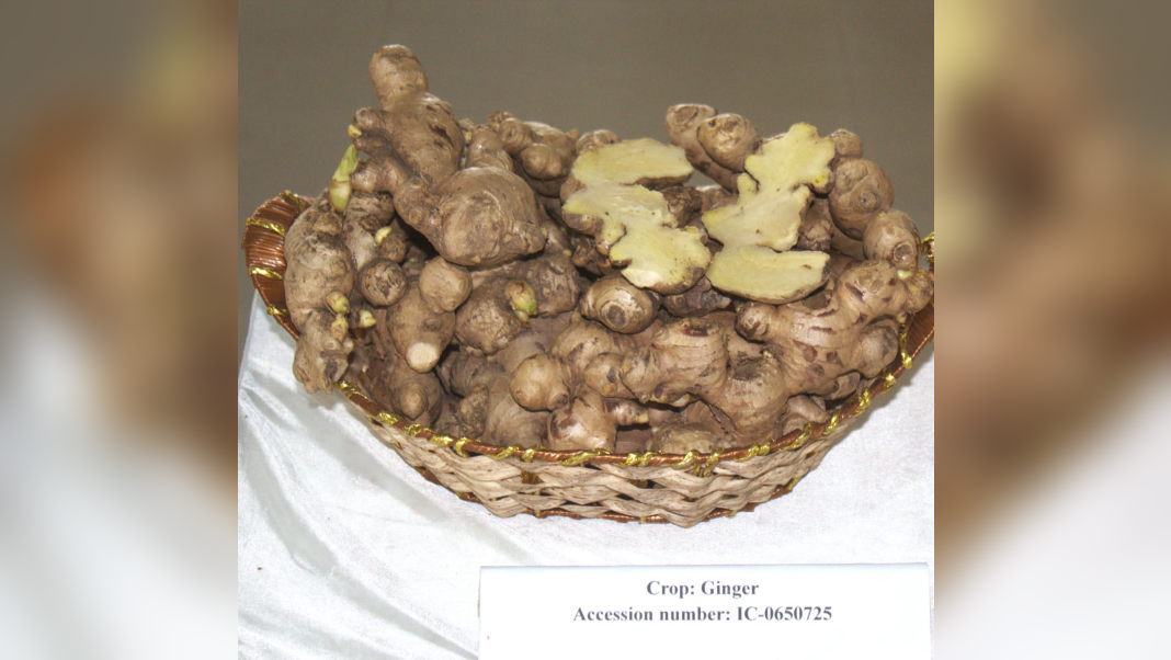 Nagaland University unveils high-yield ginger variety ‘SAS-KEVÜ’