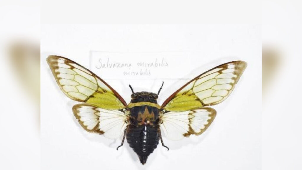 Salvazana mirabilis Distant, 1913 from Meghalaya, Hajong & Thangkiew, 2018