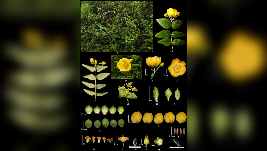 Hypericum lobbii