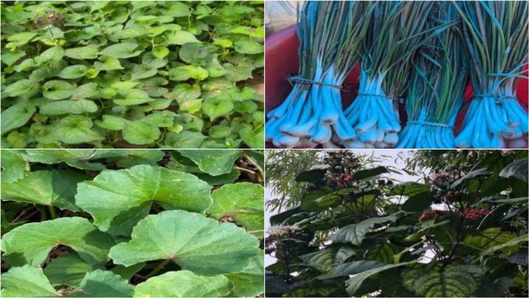 Meghalaya’s traditional foods may hold natural answers to hypertension: Study