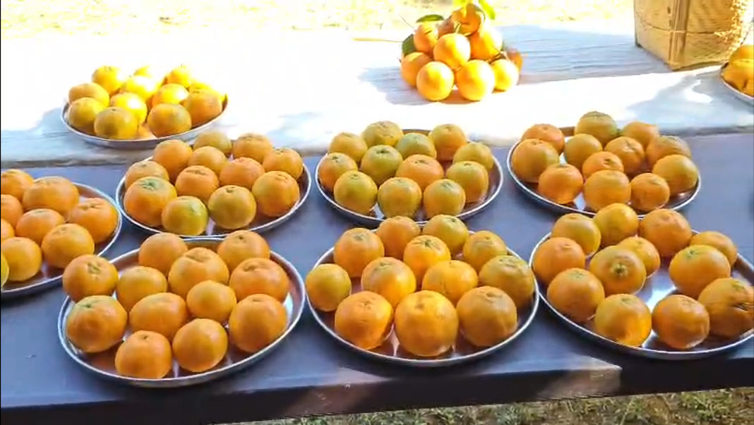 Narang Festival showcases Garo Hills’ organic Oranges at Chibragre