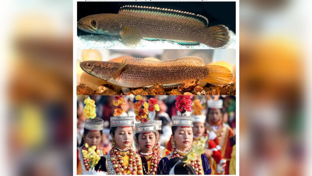 New snakehead fish found in Ri-Bhoi stream, named to honour Bhoi Community