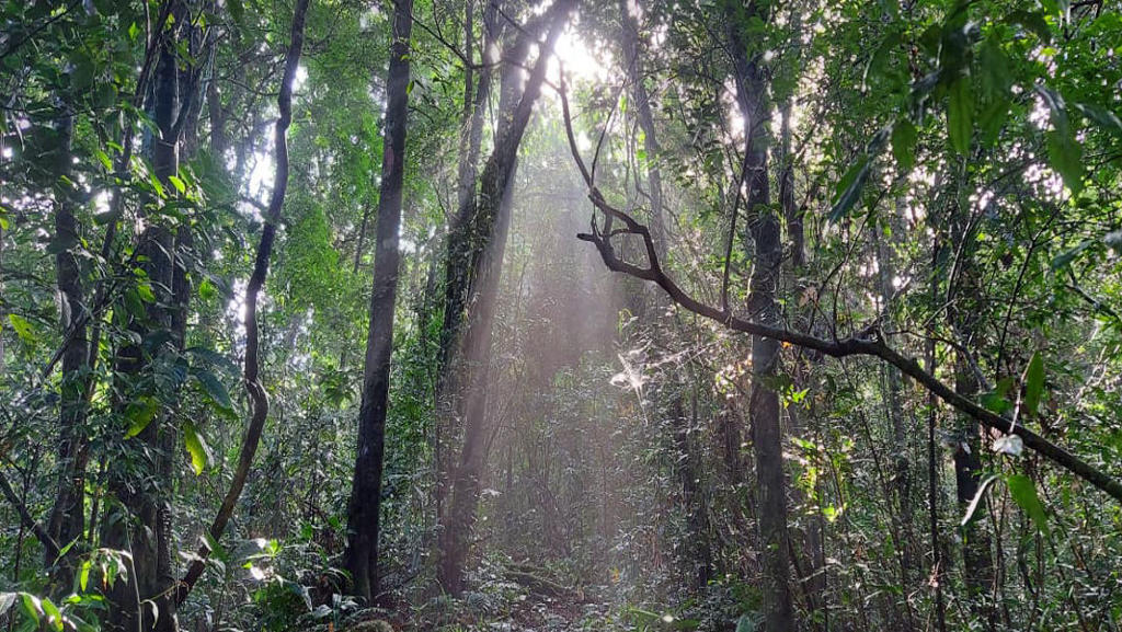 Narpuh Wildlife Sanctuary: Meghalaya’s last pristine forest under growing pressure, scientists warn