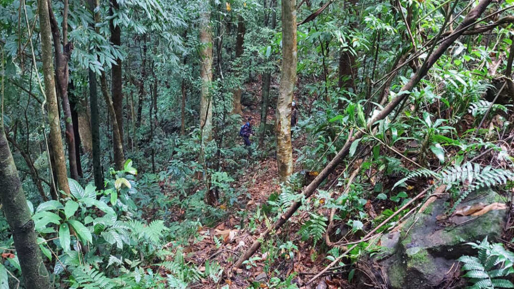 Narpuh Wildlife Sanctuary: Meghalaya’s last pristine forest under growing pressure, scientists warn