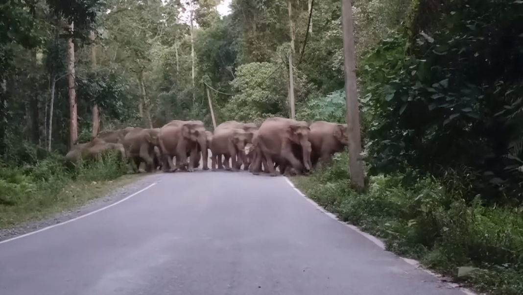 Bogapani Elephant Corridor: Encroachment Cuts Off Historic Passage, Triggers Rising Conflict