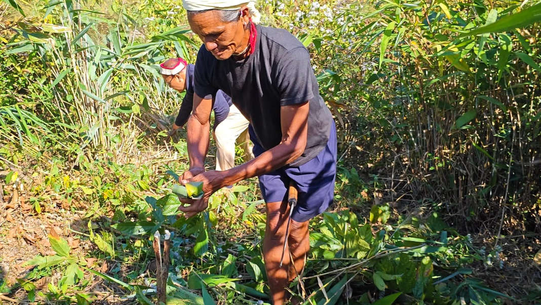 Honouring the Earth Before Cultivation: A·ba Opata ritual observed at Wangala A·dam, Chibragre