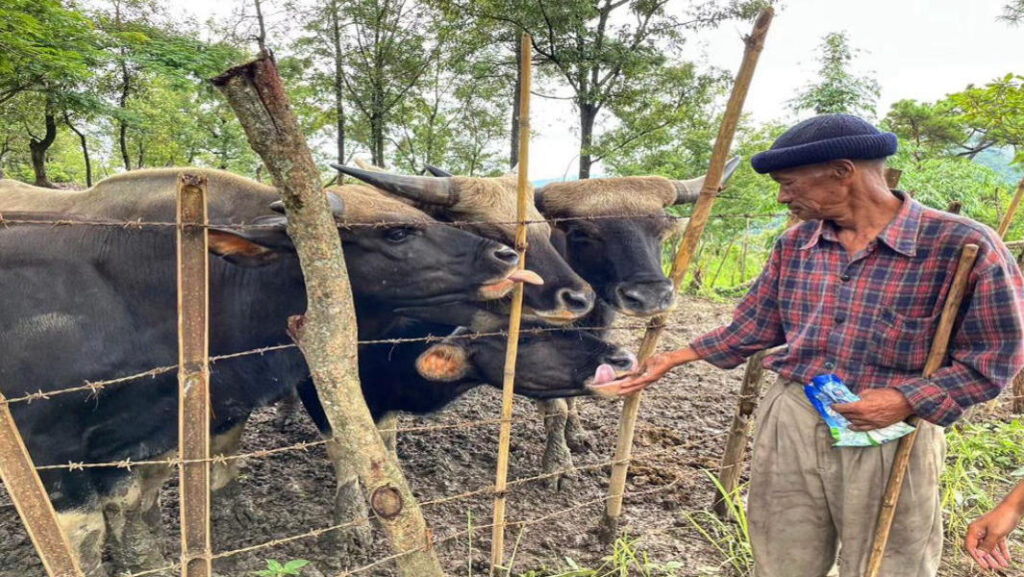 Christmas gift to Nagaland: ‘Nagami’ becomes world’s first registered Mithun breed