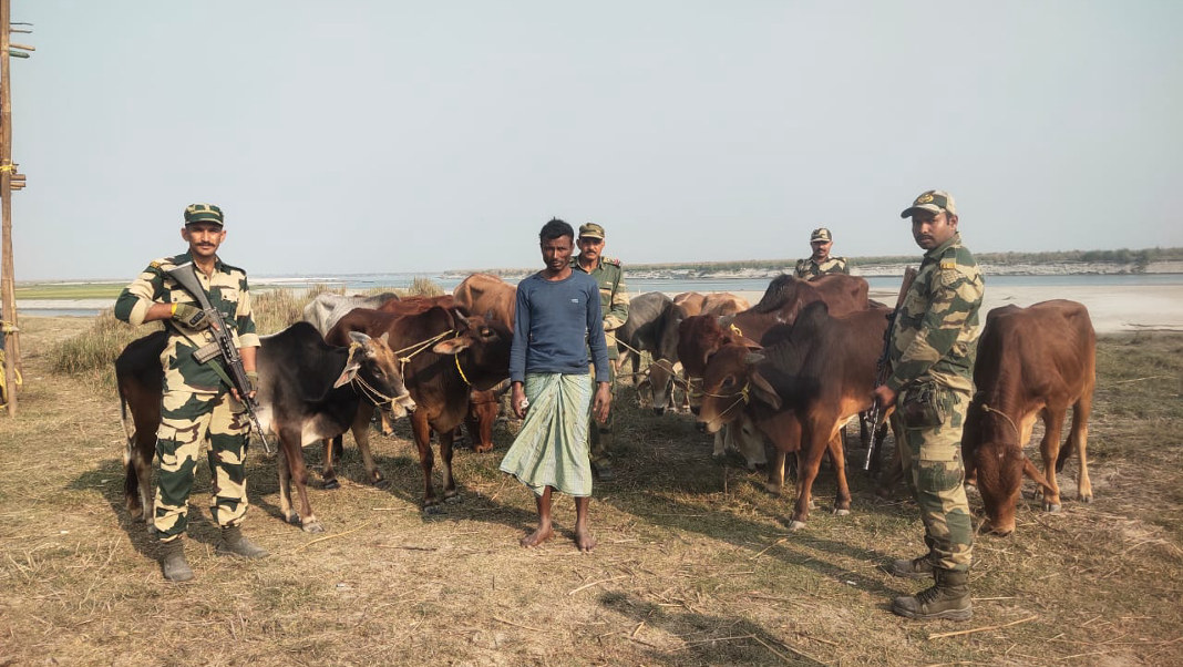 BSF seizes cattle worth ₹1.9 Lakh, apprehends smuggler at Old Salapara
