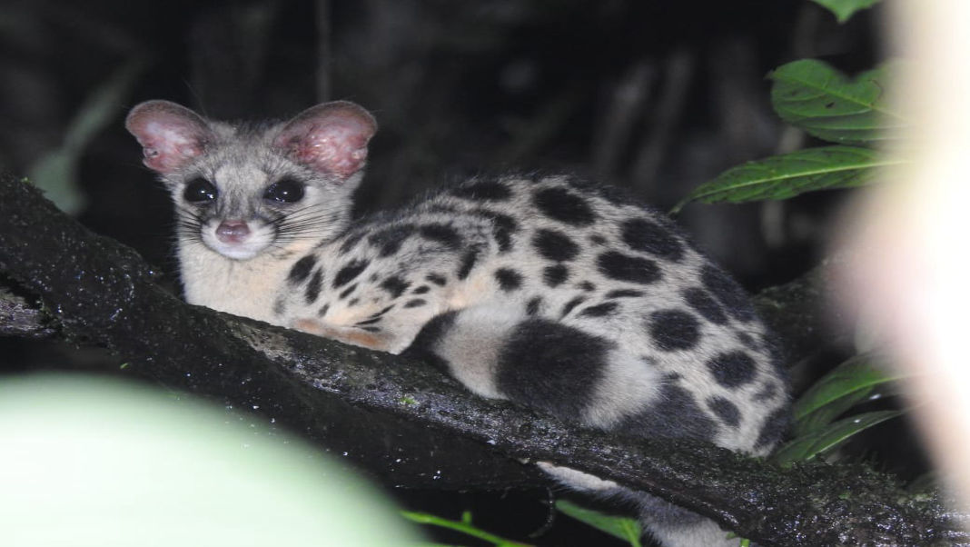 Garo Hills record Meghalaya’s first wild sighting of elusive Spotted Linsang