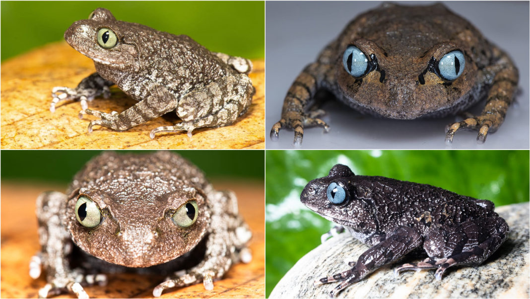 Two new slender-armed frogs discovered in Arunachal Pradesh