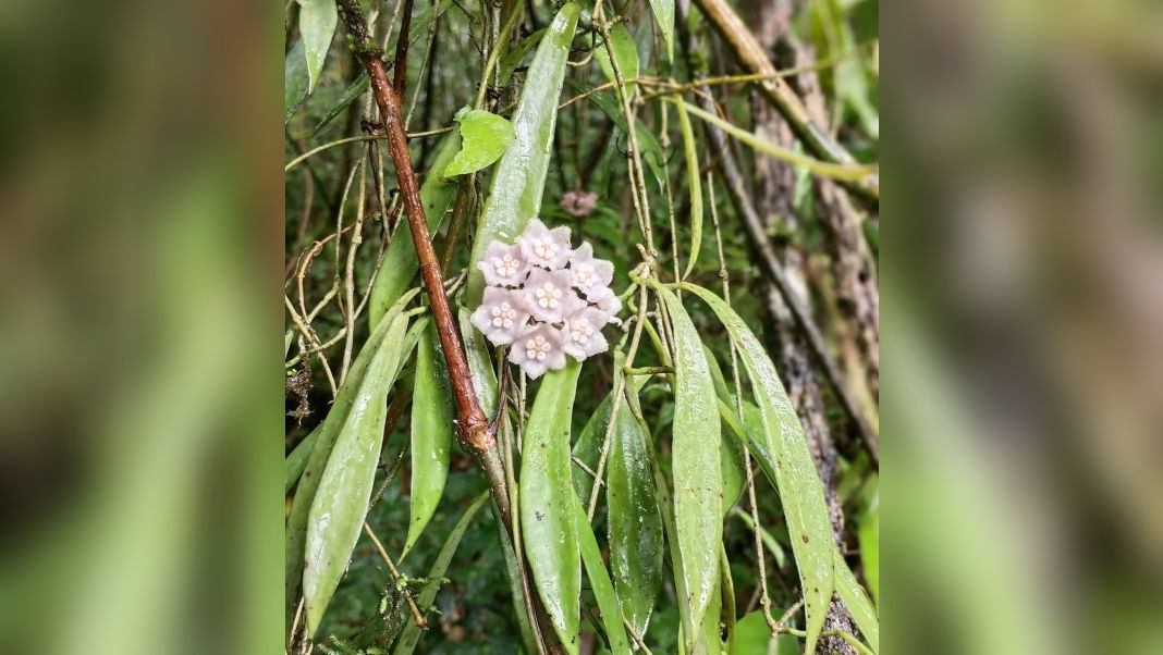 Nagaland University scientists discover new plant species in community-protected forests