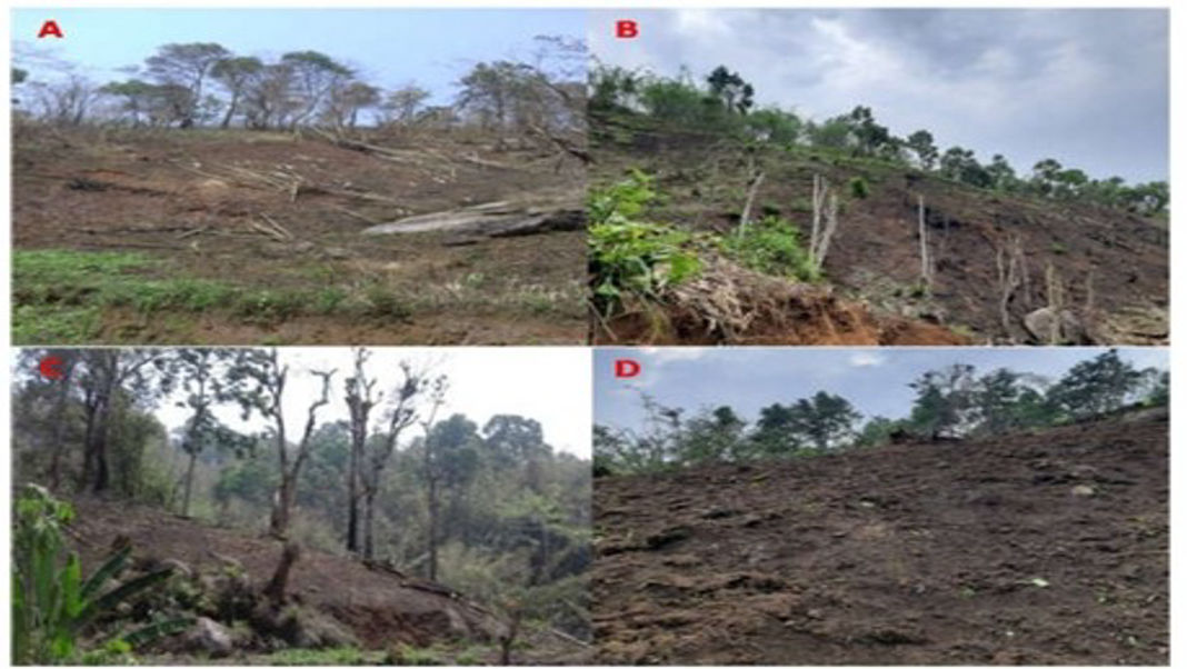 When forests fall silent: habitat loss threatens India’s only periodical cicada