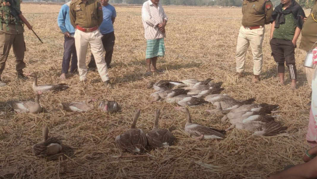 Assam: Around 50 migratory birds found dead in Majuli; poisoning suspected