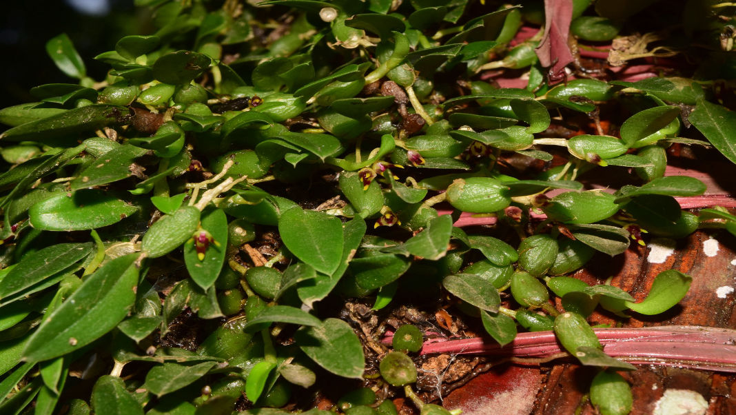 After 127 years, a long-lost orchid blooms again in Meghalaya