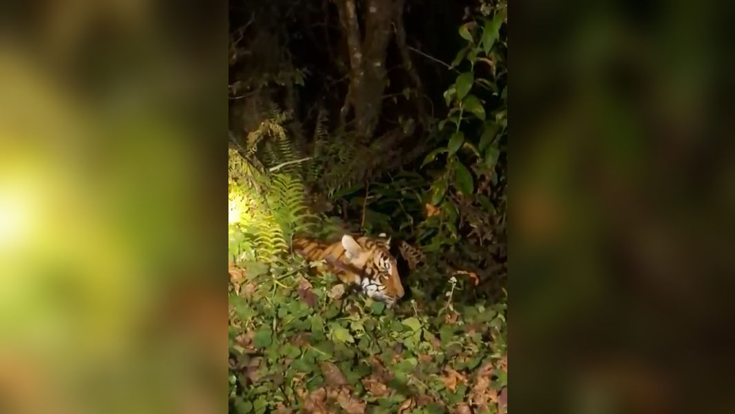 Arunachal: Surveillance intensified in Mayudia after fatal tiger attack