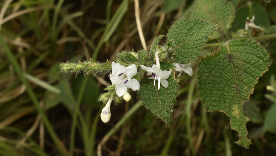 93 years later: ‘Extinct’ Khasi Hills flower rediscovered in Meghalaya