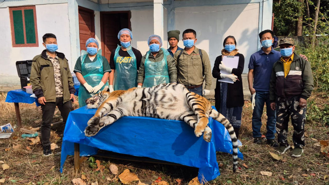 Tiger found dead two days after fatal attack on policeman in Arunachal’s Mayodia