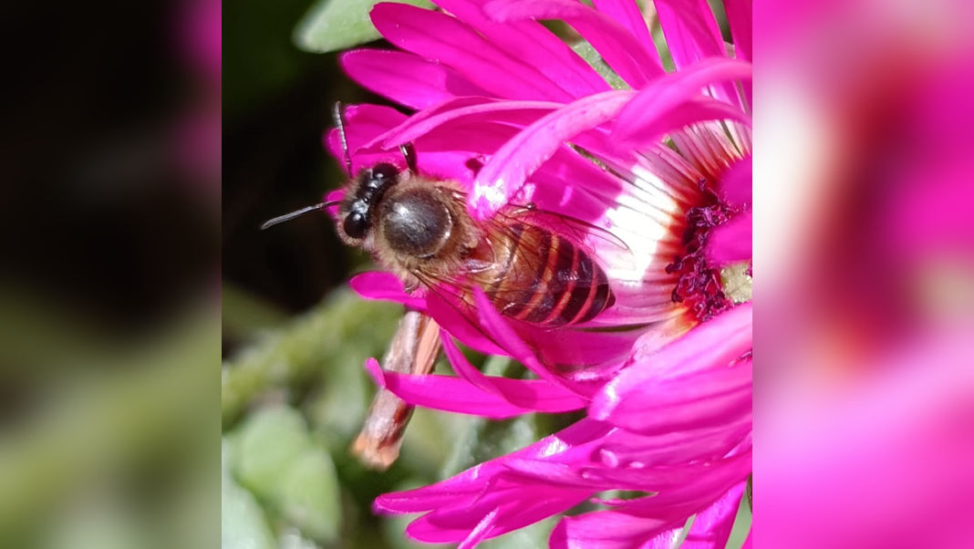 Meghalaya emerges as a significant bee diversity hotspot, hosts 62 pollinator species