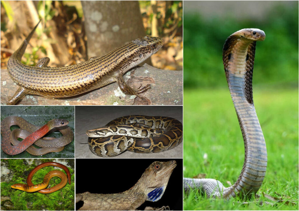 105 reptile species recorded in Meghalaya, but turtles raise a red flag