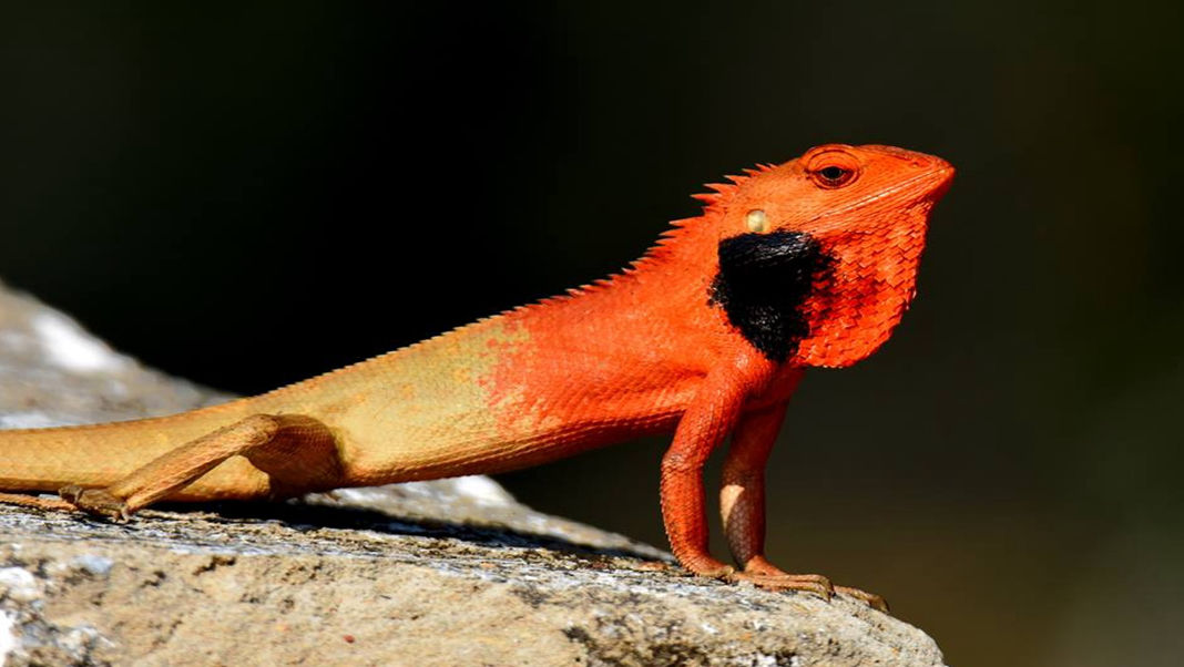 105 reptile species recorded in Meghalaya, but turtles raise a red flag
