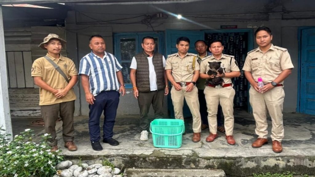 Himalayan black bear cub rescued in Arunachal’s Deomali Division