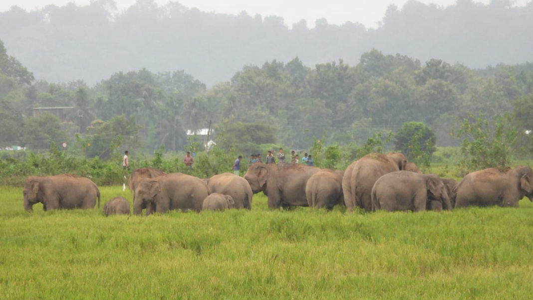 Human-Elephant Conflict