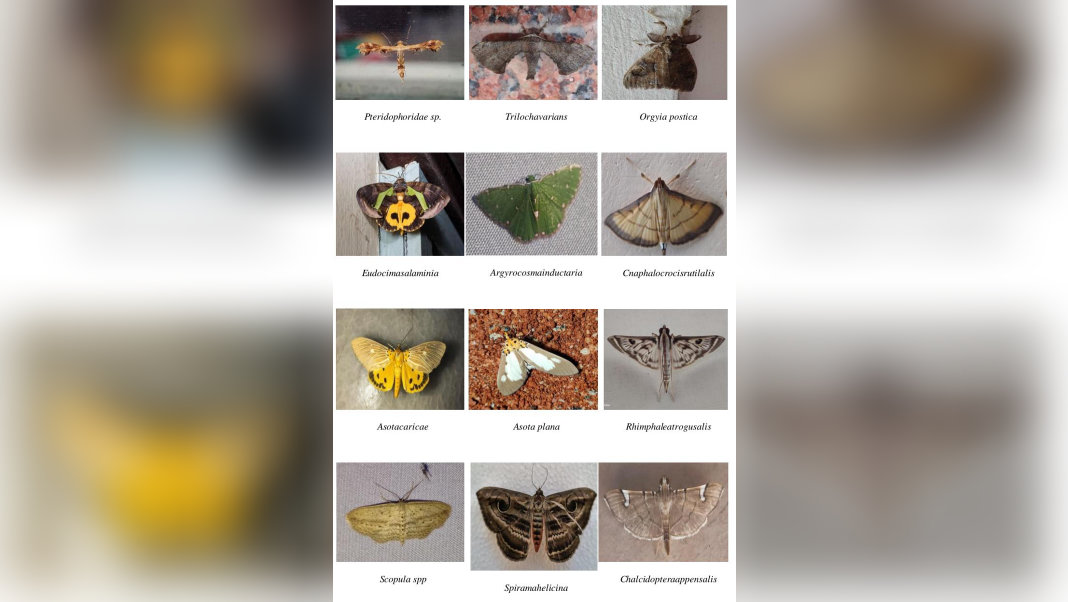 80 species of moths