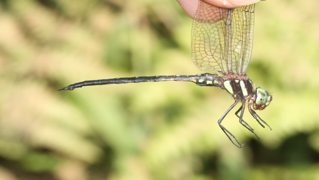 Meghalaya dragonfly record corrected, leads to discovery of new species in Assam