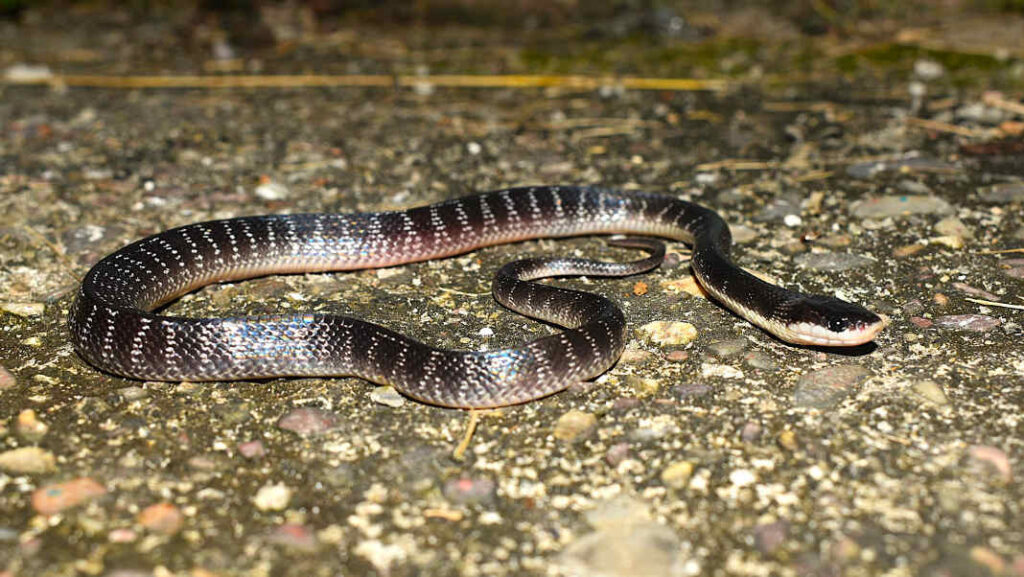 Venomous surprise in Raimona: Rare Wall’s Krait recorded in Assam for the first time