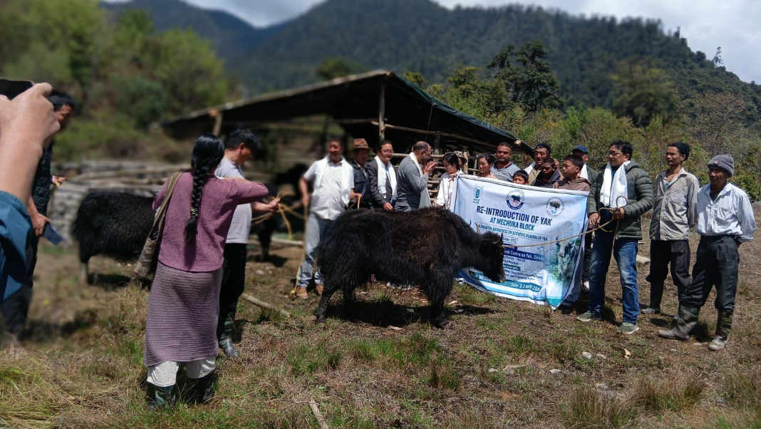 Yak reintroduction drive boosts livelihood, eco-tourism in Arunachal’s Mechuka