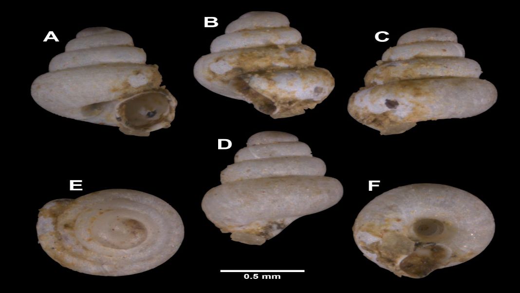 A 1 mm wonder: Tiny Meghalaya cave snail among Asia’s most widespread species