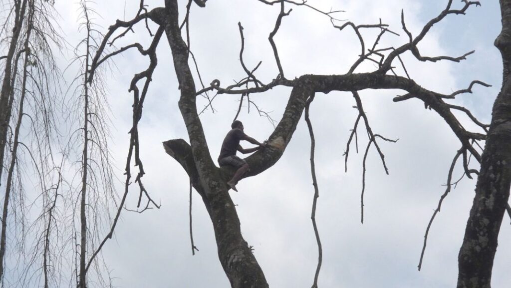 Authorities remove hazardous dead tree near Sacred Heart School