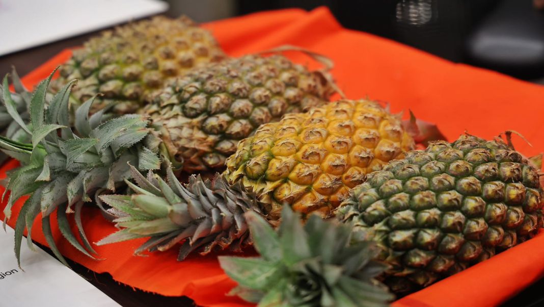 Centre launches ₹236-crore Mission Queen Pineapple to take Tripura’s GI fruit global