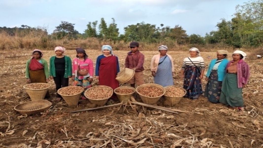 Farmers with harvested turmeric in Meghalaya