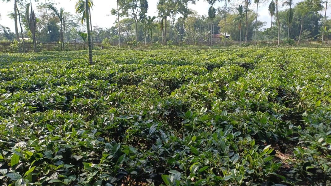 Majuli brews a new identity with island’s first registered tea garden