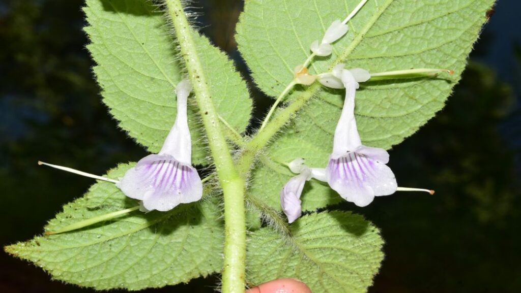 Meghalaya plant feared extinct rediscovered after 138 years in Khasi Hills