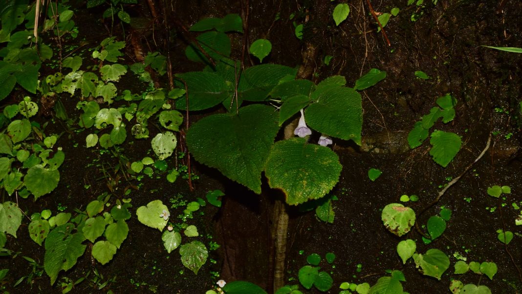 Meghalaya plant feared extinct rediscovered after 138 years in Khasi Hills