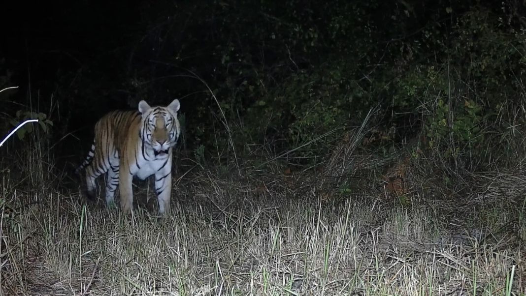 Royal Bengal Tiger photographed in D' Ering Wildlife Sanctuary after two decades