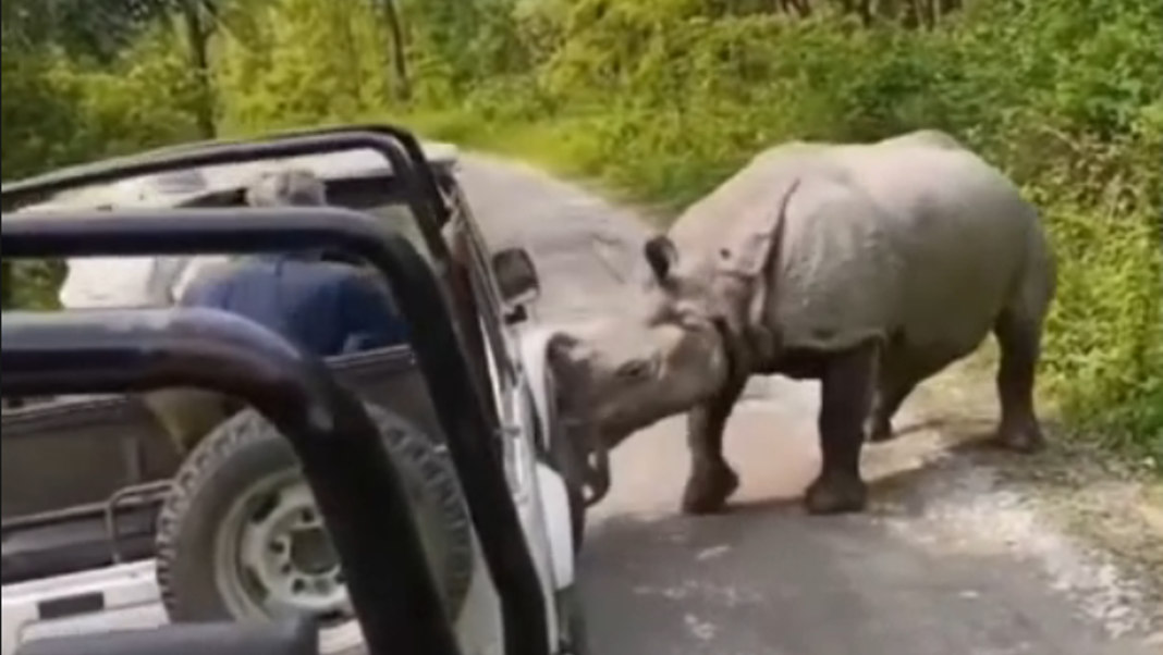 Rhino charges tourist jeep in Assam’s Manas National Park, tense moments caught on camera