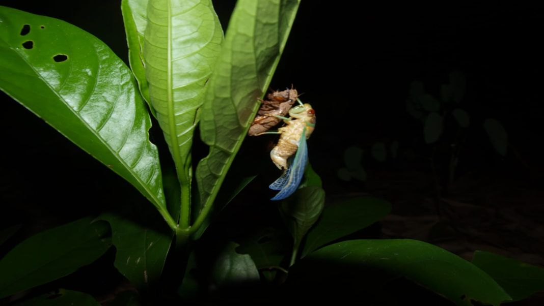 The cicada that arrives with the World Cup: Meghalaya prepares for rare emergence