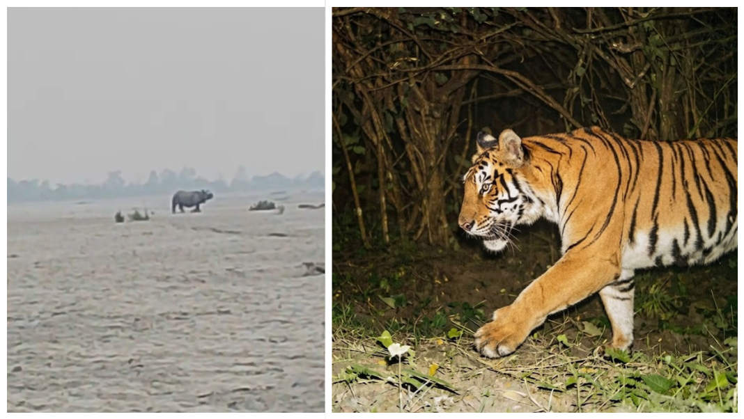 Rhino, Royal Bengal Tiger sightings boost calls to protect Assam’s Medela Reserve Forest