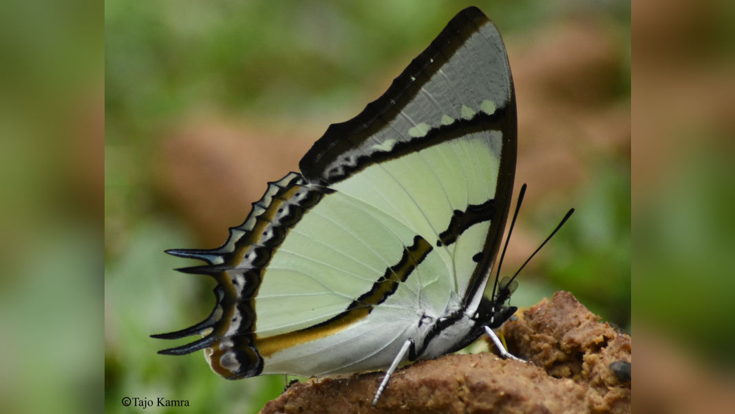 NEHU researchers uncover surprising butterfly behaviour in Arunachal forests