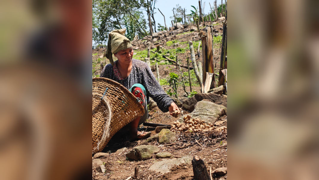 There is no fallow land in jhum and misreading it undermines Garo identity