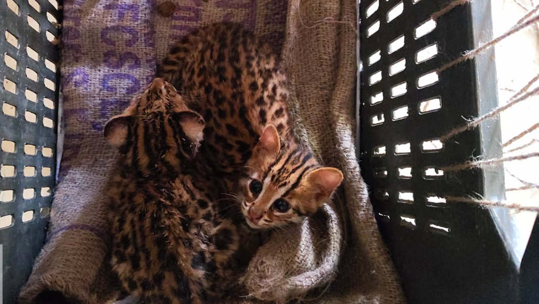 International Leopard Day: Rare leopard pups rescued in Boko