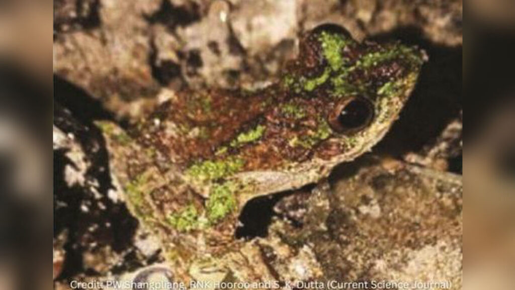 Extreme rainfall, extraordinary life: Scientists study Meghalaya’s unique ecosystems