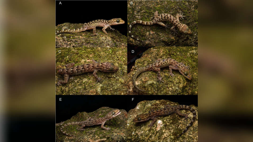 Meghalaya’s ‘bapme’ gecko turns up in Assam, reaffirming Garo Hills as its original home