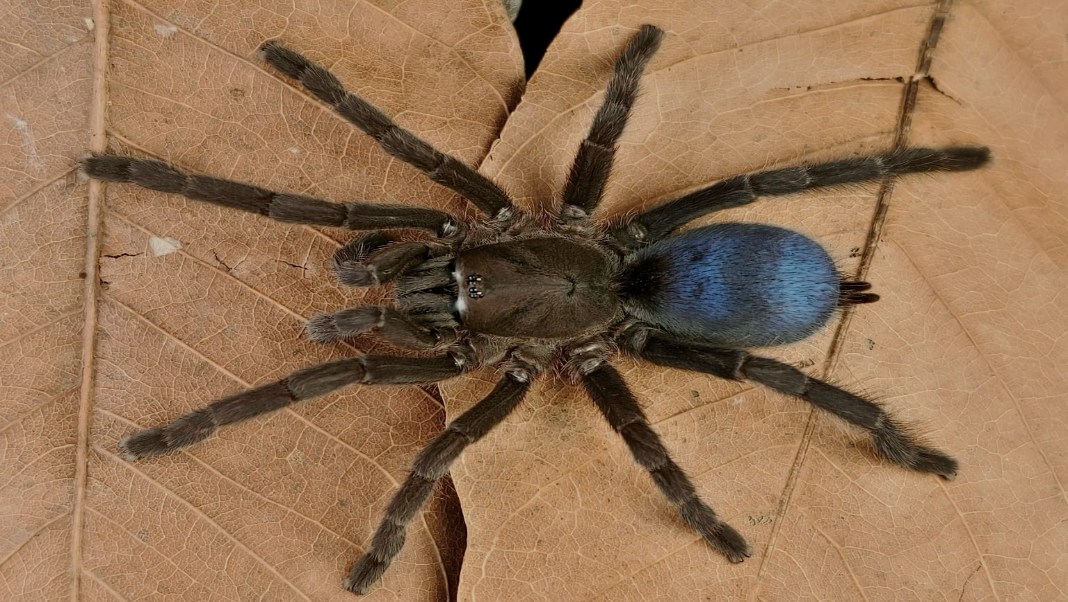 A large blue Tarantula has been living in Meghalaya's forests, scientists have only just found it